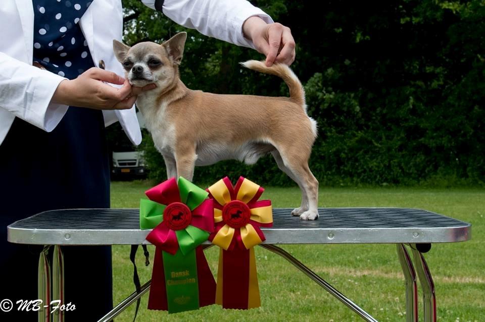 Chihuahua Elvis billede 17