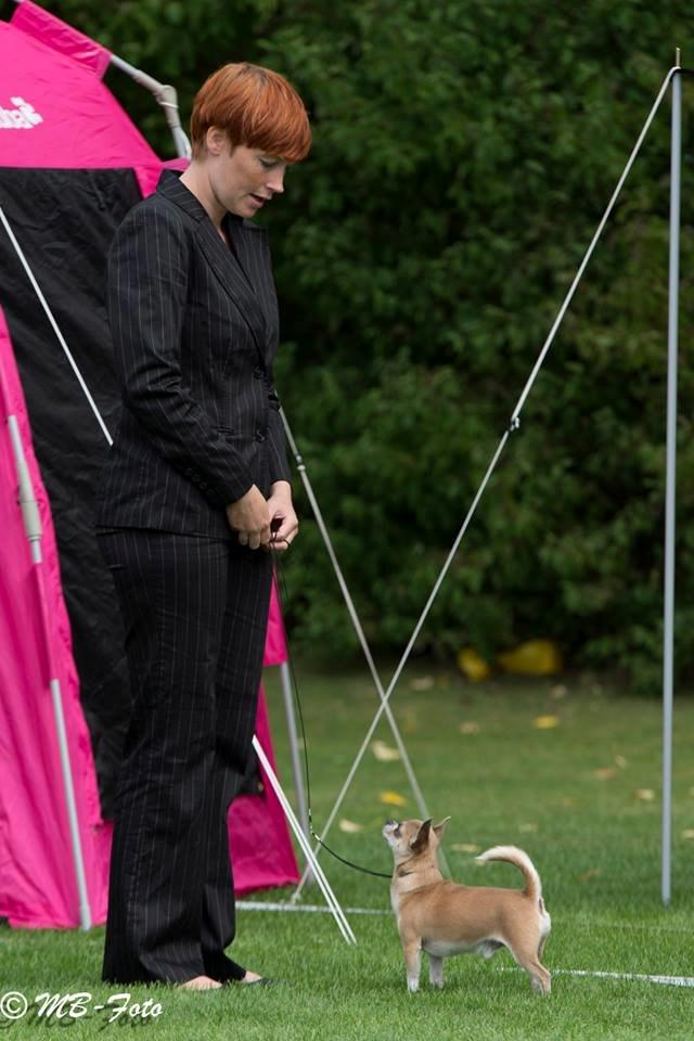 Chihuahua Elvis billede 18