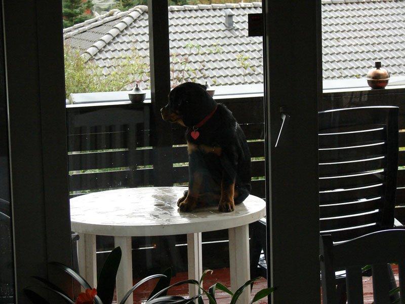Rottweiler Vom Hause Desteny Kitta billede 15