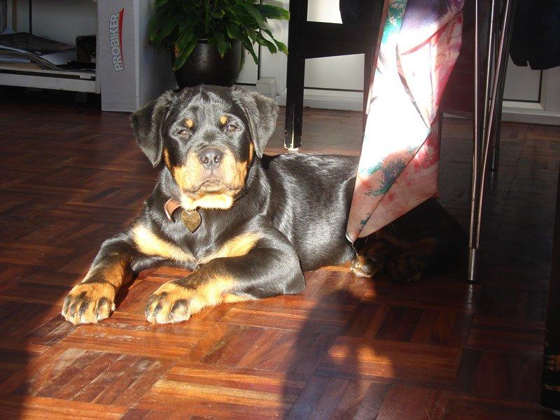Rottweiler Vom Hause Desteny Katja (Chanel) billede 10