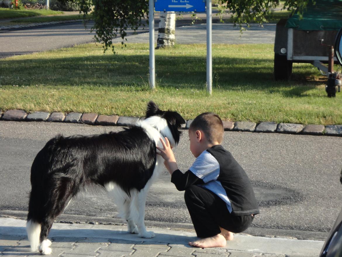 Border collie Violeta Ziva - Hemmeligheder udveksles med min bedste ven billede 1
