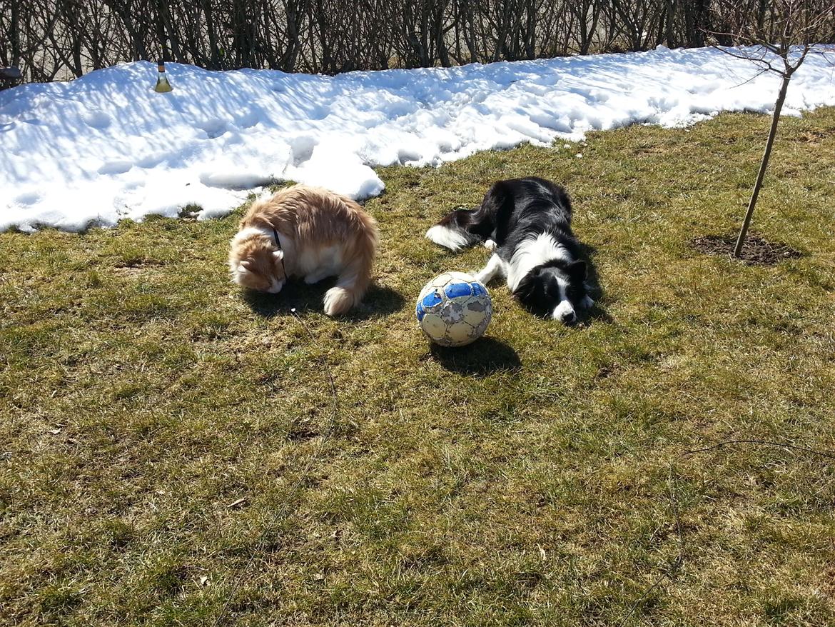 Border collie Violeta Ziva - Hygge i haven med familie katten Max billede 2