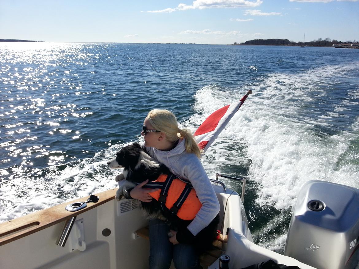 Border collie Violeta Ziva - Første sejltur billede 3