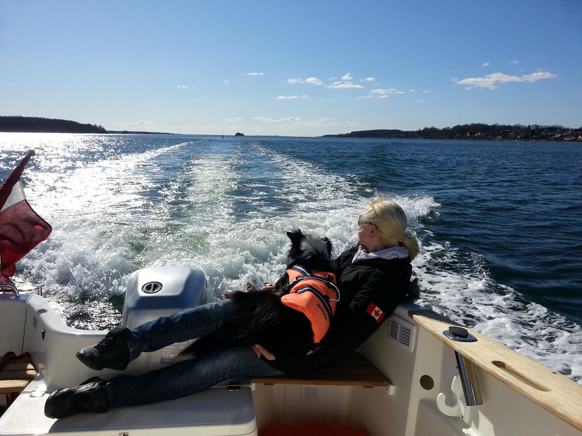 Border collie Violeta Ziva - Første sejltur med familien billede 4