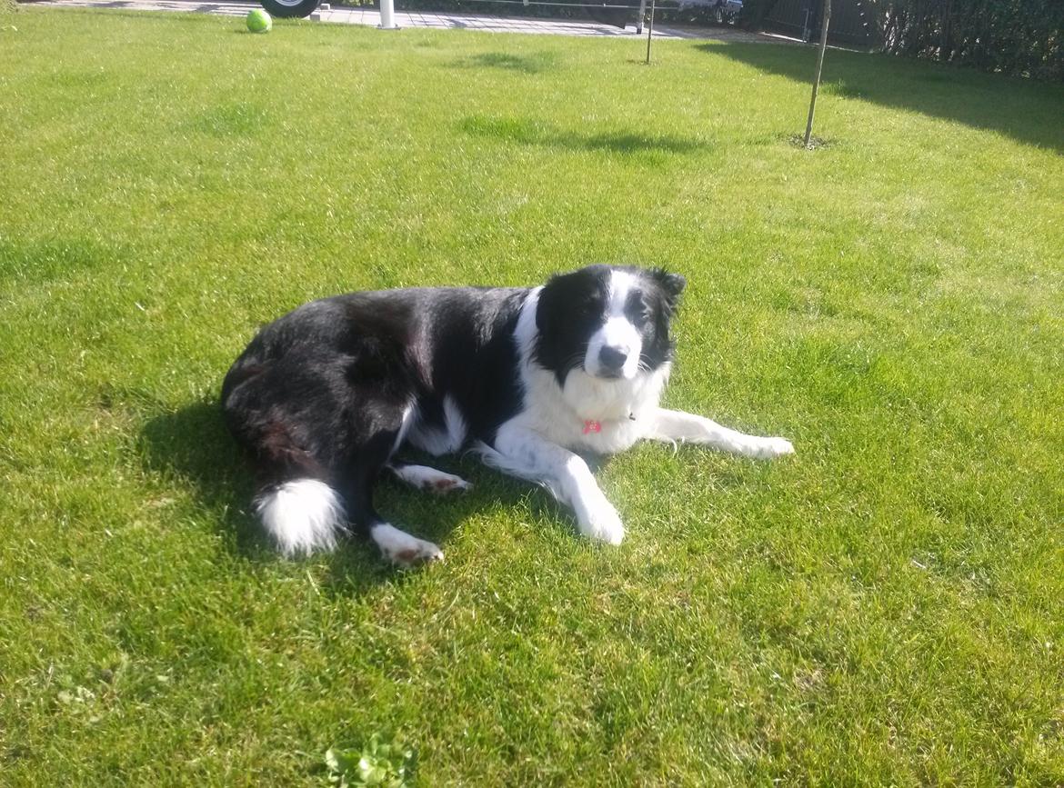 Border collie Violeta Ziva - Ziva 2/3 inde i sin drægtighed billede 5