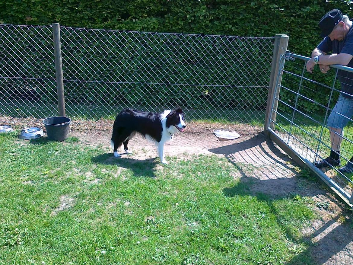 Border collie Violeta Ziva - Efter en tur i legestue på Nyborg Dyrehospital billede 6