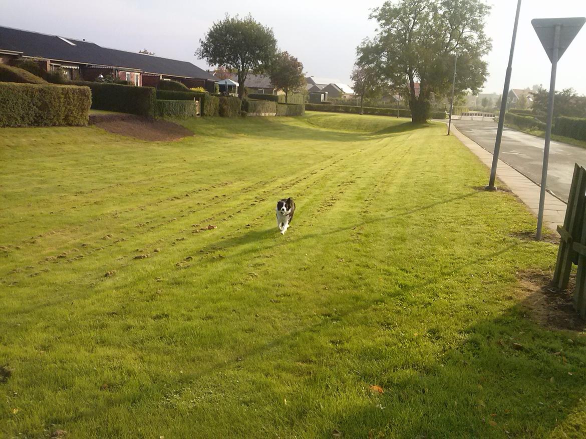 Border collie Violeta Ziva billede 7