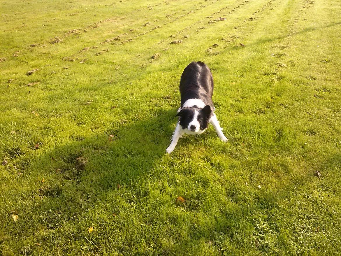 Border collie Violeta Ziva billede 8