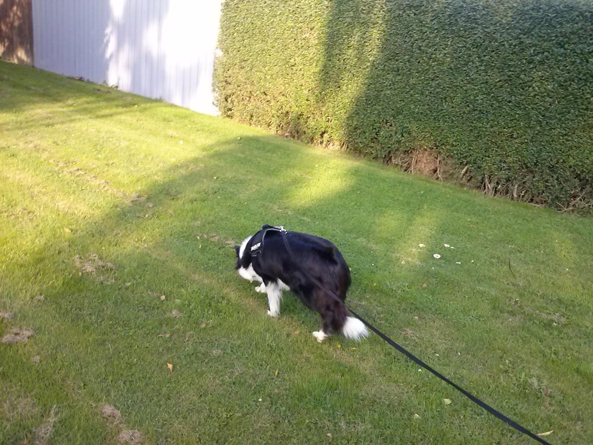 Border collie Violeta Ziva - Her går vi spor billede 9