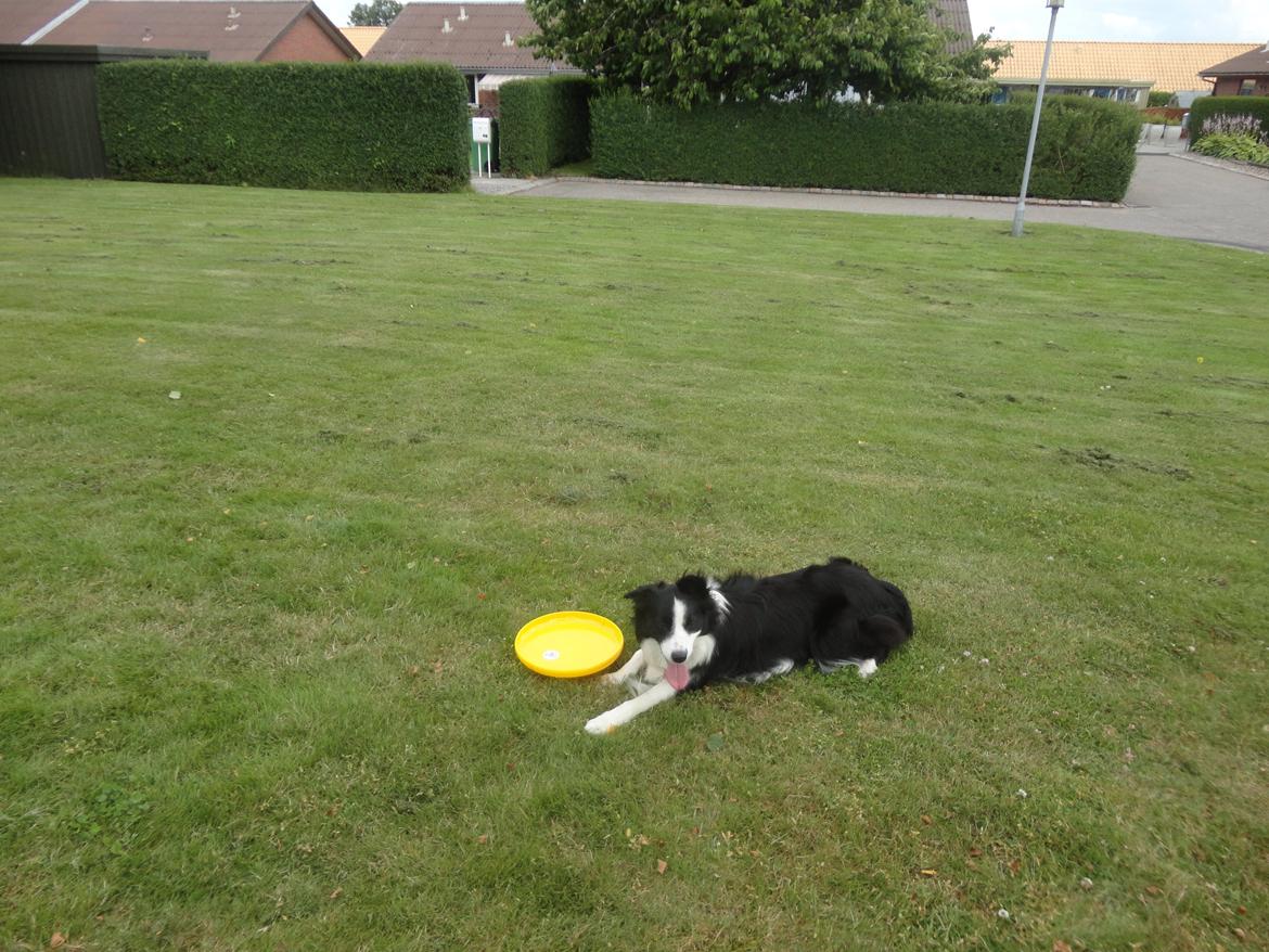 Border collie Violeta Ziva billede 10