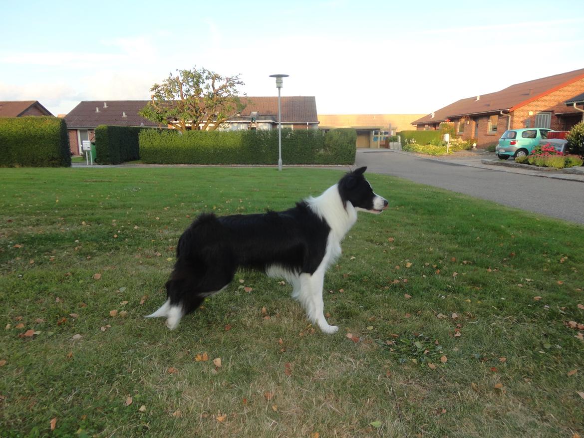 Border collie Violeta Ziva billede 11