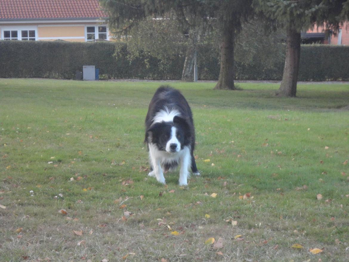 Border collie Violeta Ziva billede 13