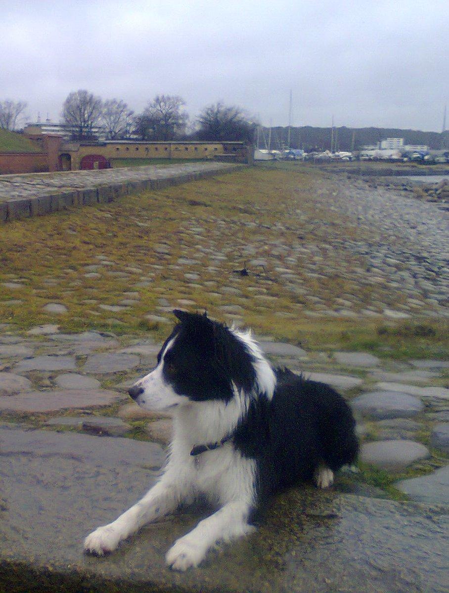 Border collie Violeta Ziva - En beskidt tur på Kronborg billede 14