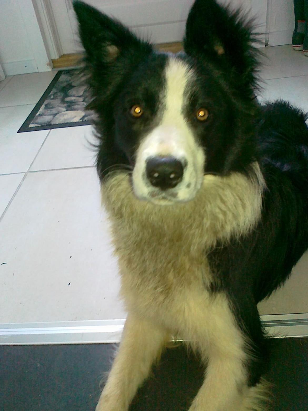 Border collie Violeta Ziva - En meget beskidt Ziva som "teenager" billede 19