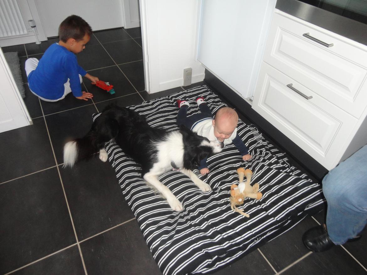 Border collie Violeta Ziva - En ung Ziva hygger med sine bedste børne venner billede 18