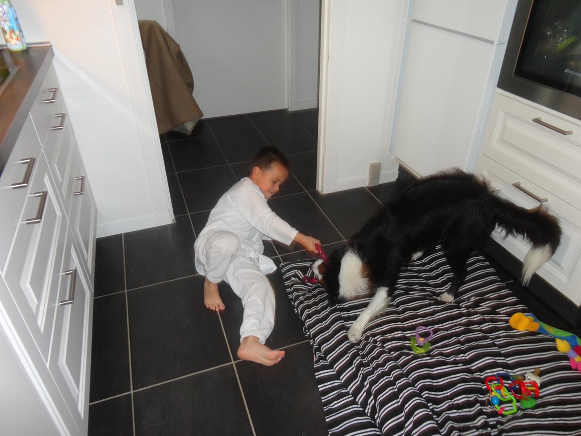 Border collie Violeta Ziva - En ung Ziva hygger med sin bedste ven billede 20