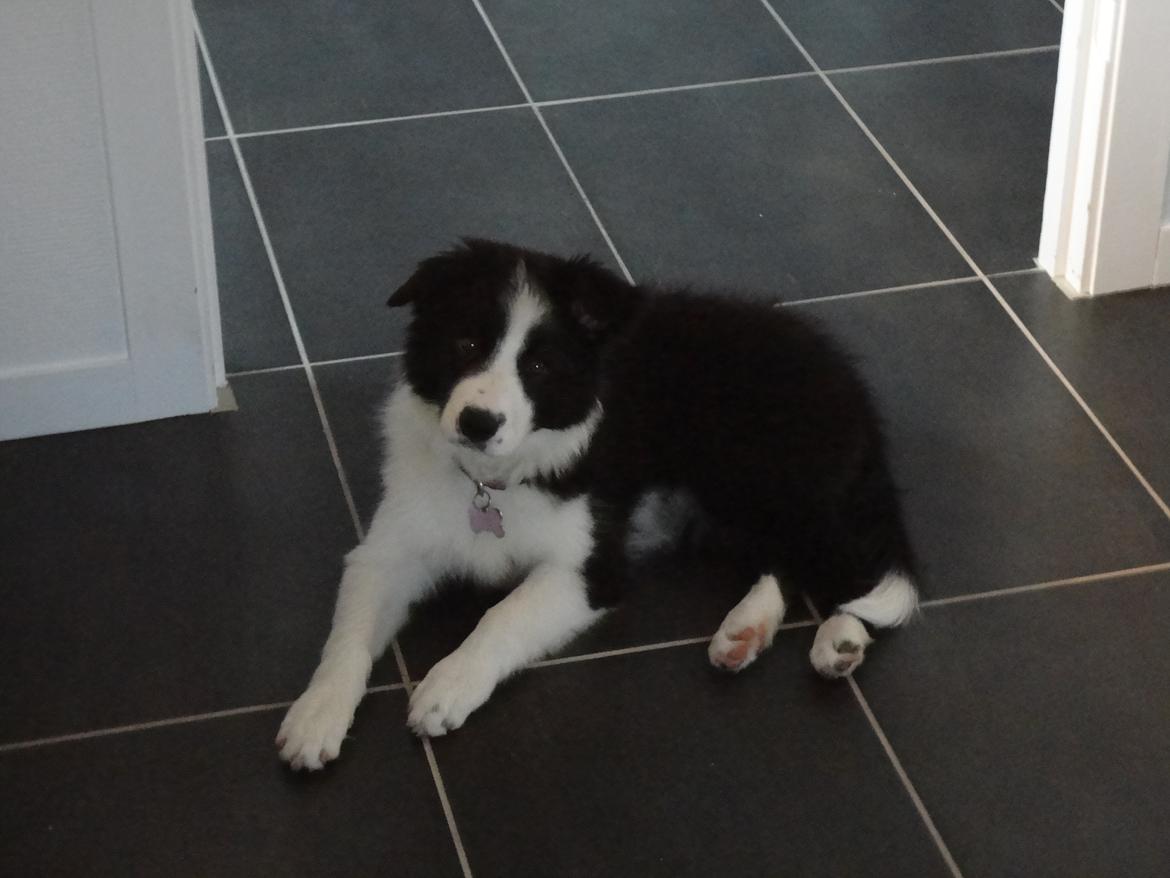 Border collie Violeta Ziva - Ziva som helt lille billede 26