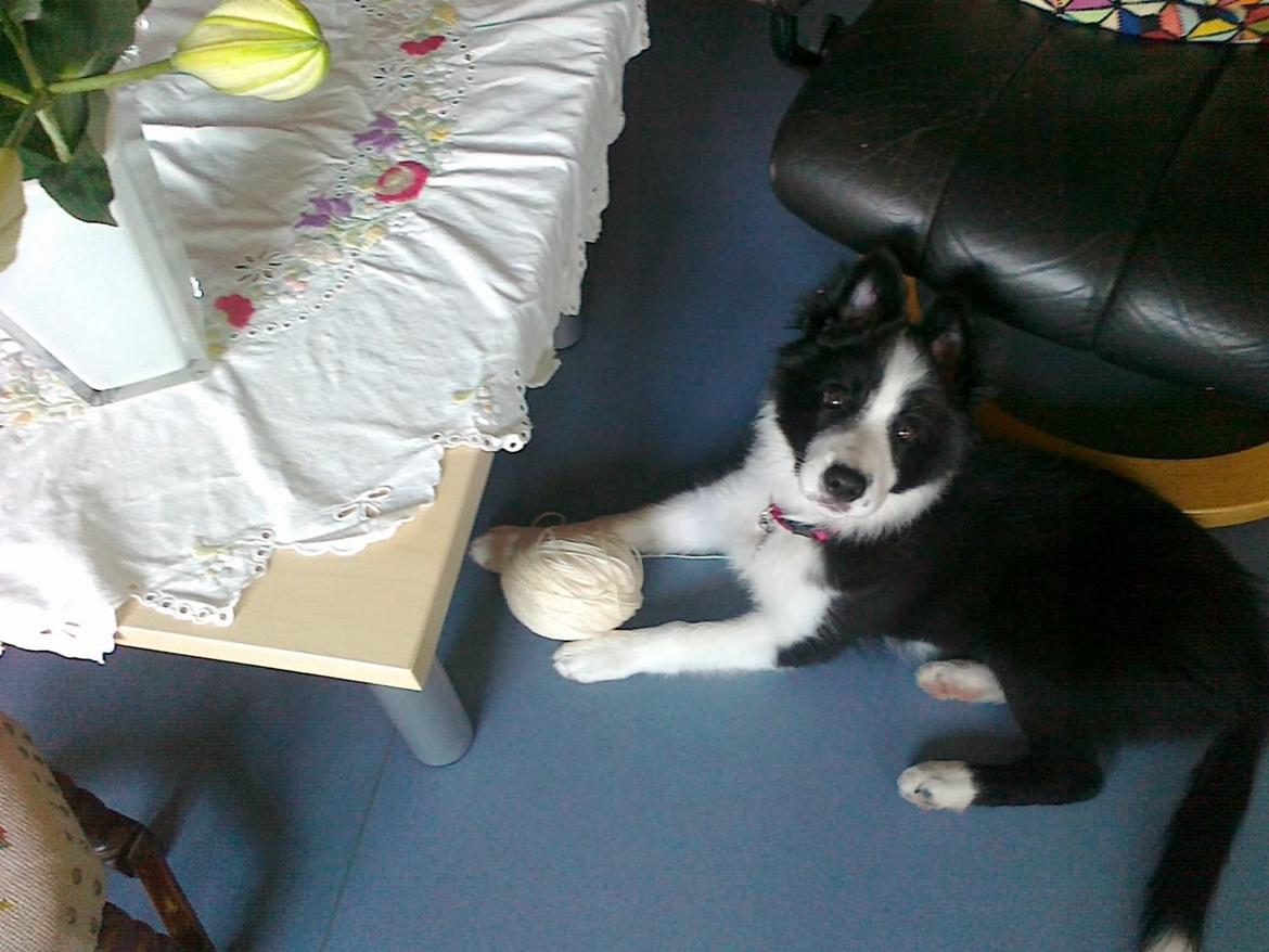 Border collie Violeta Ziva - Lille Ziva billede 22