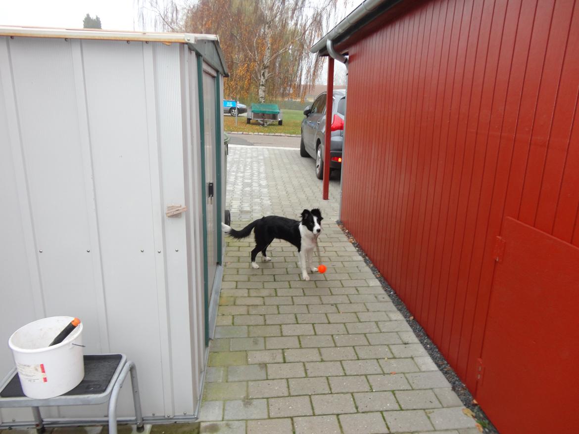 Border collie Violeta Ziva - En meget ranglet og und Ziva billede 21