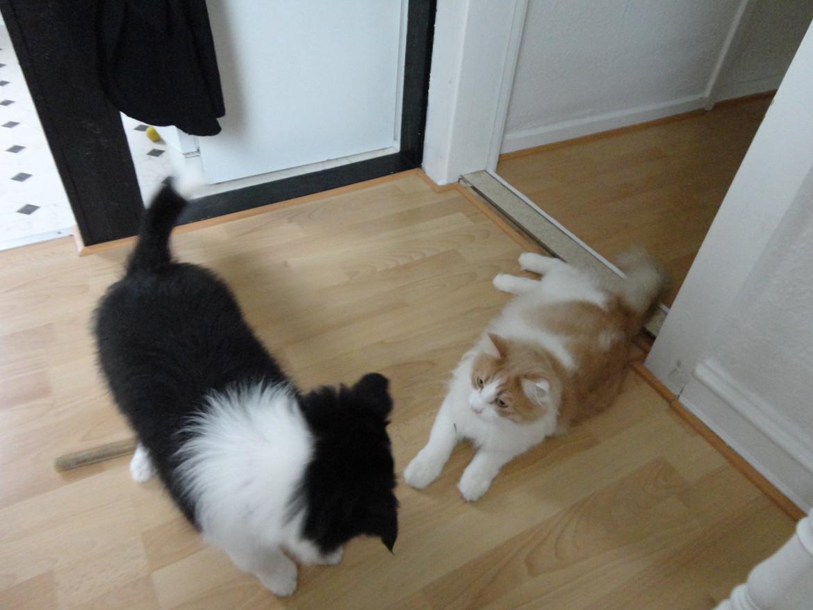 Border collie Violeta Ziva - Et af de første møder med familie katten billede 23