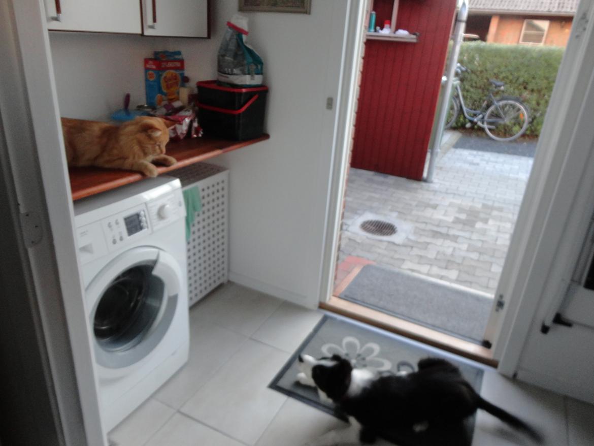 Border collie Violeta Ziva - Naboens kat på besøg. Ziva vil så gerne lege billede 24