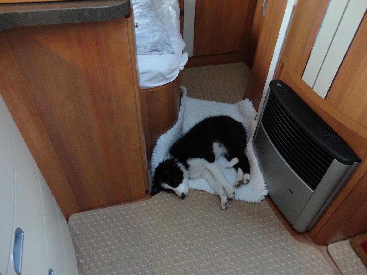 Border collie Violeta Ziva - En lur i campingvognen billede 25