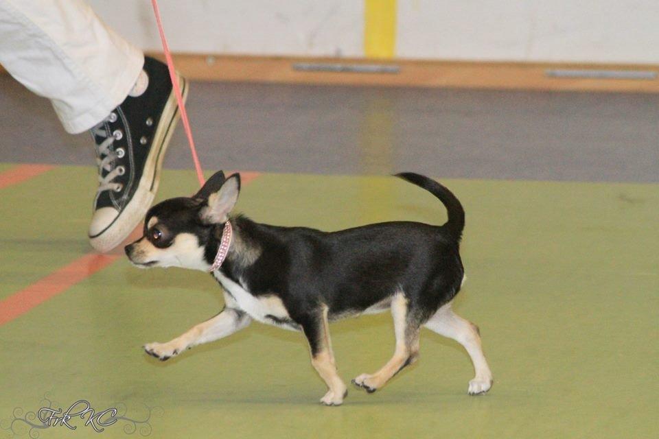 Chihuahua Destiny By Hinz billede 5