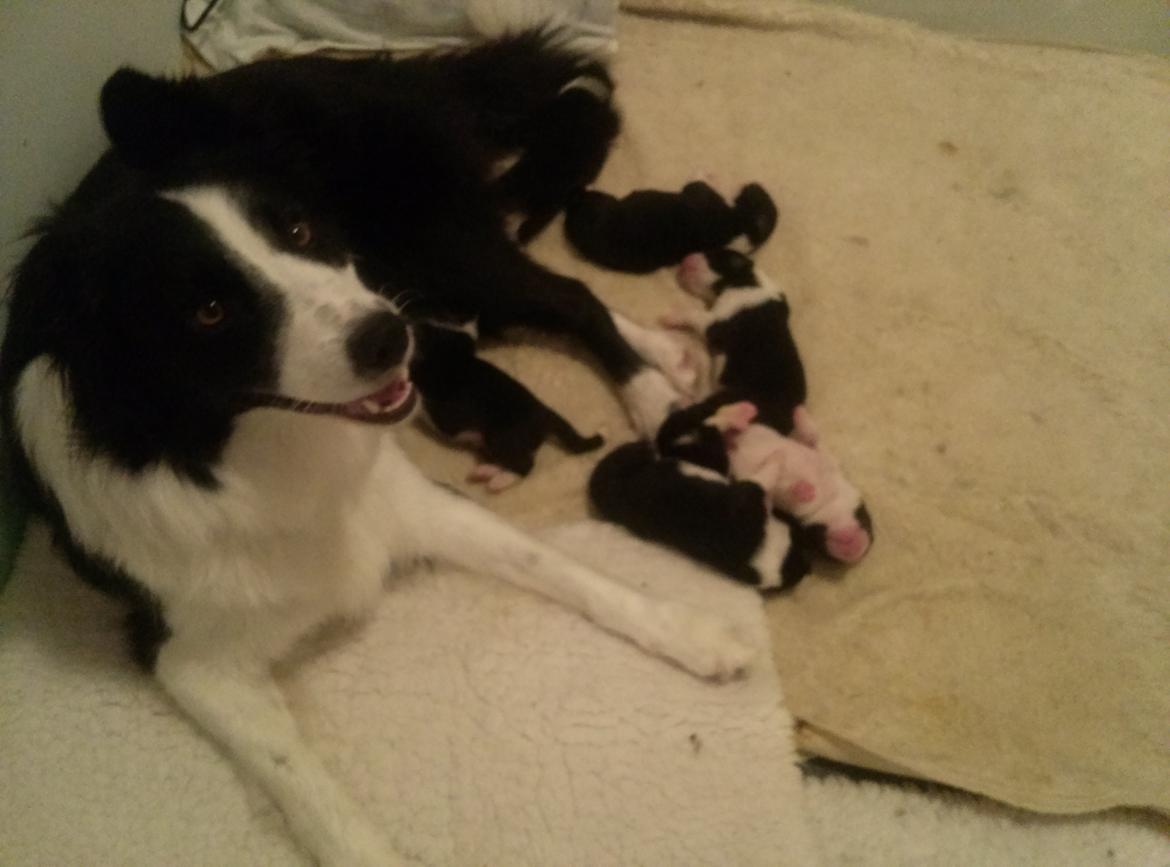 Border collie Violeta Ziva - Mor for første gang billede 16