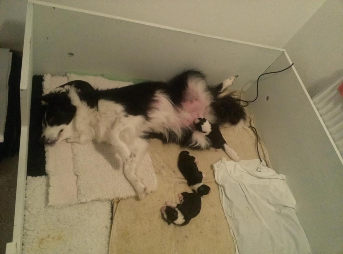 Border collie Violeta Ziva - Mine dejlige hvalpe billede 17