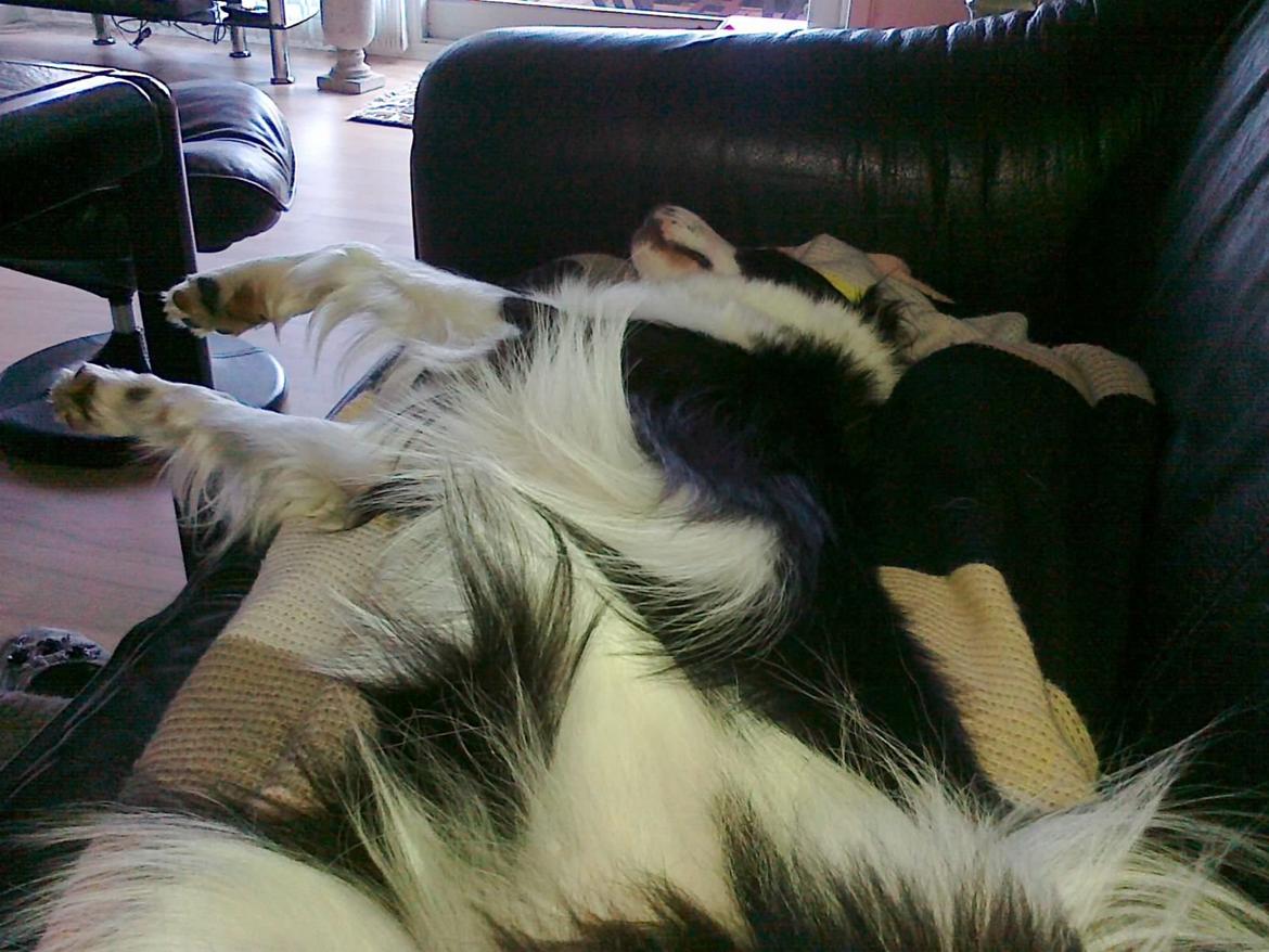 Border collie Violeta Ziva - Jeg elsker når jeg får lov at hygge i sofaen billede 15