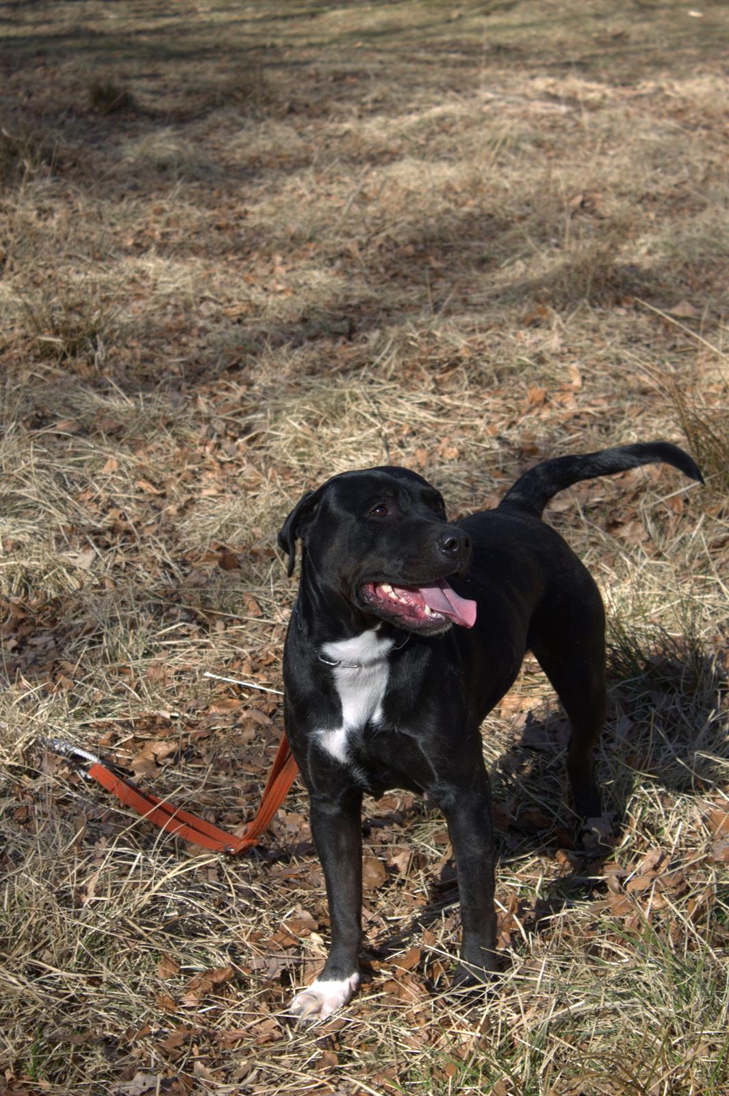 Blanding af racer Trixi (tidl hund) - En tur i dyrehaven er virkelig noget vi kan li !  billede 3