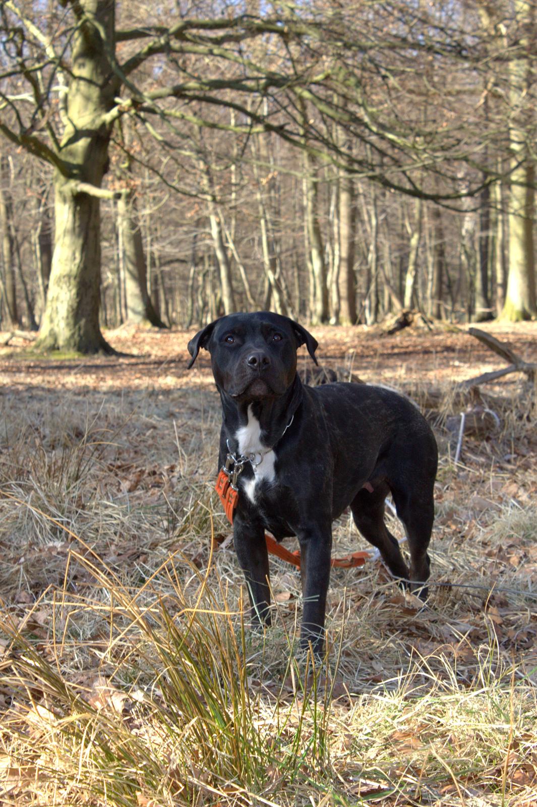 Blanding af racer Trixi (tidl hund) - Hva siger du mor? billede 17