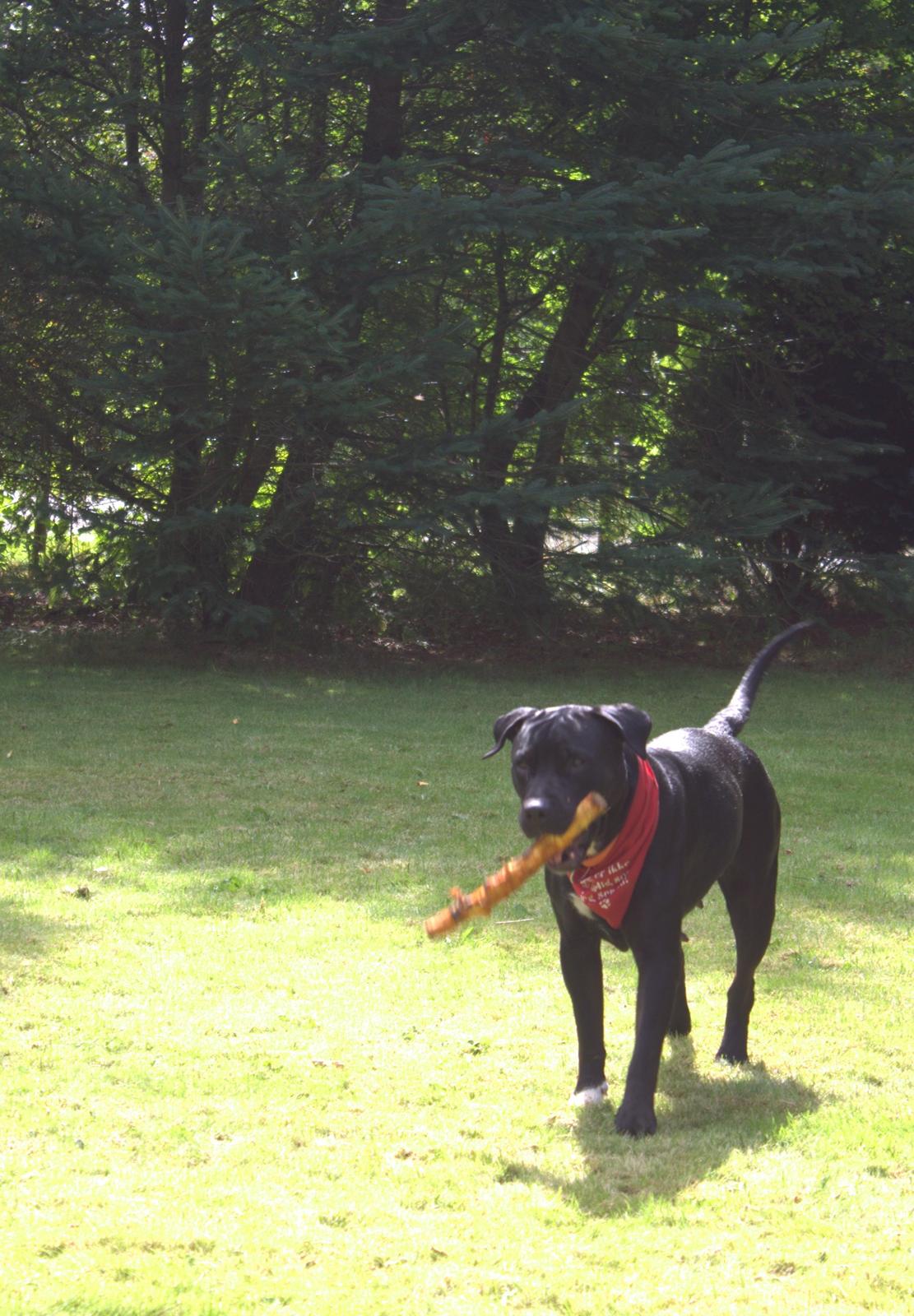 Blanding af racer Trixi (tidl hund) - Se lige den her pind engang !? Hvor er amigo ?? billede 5