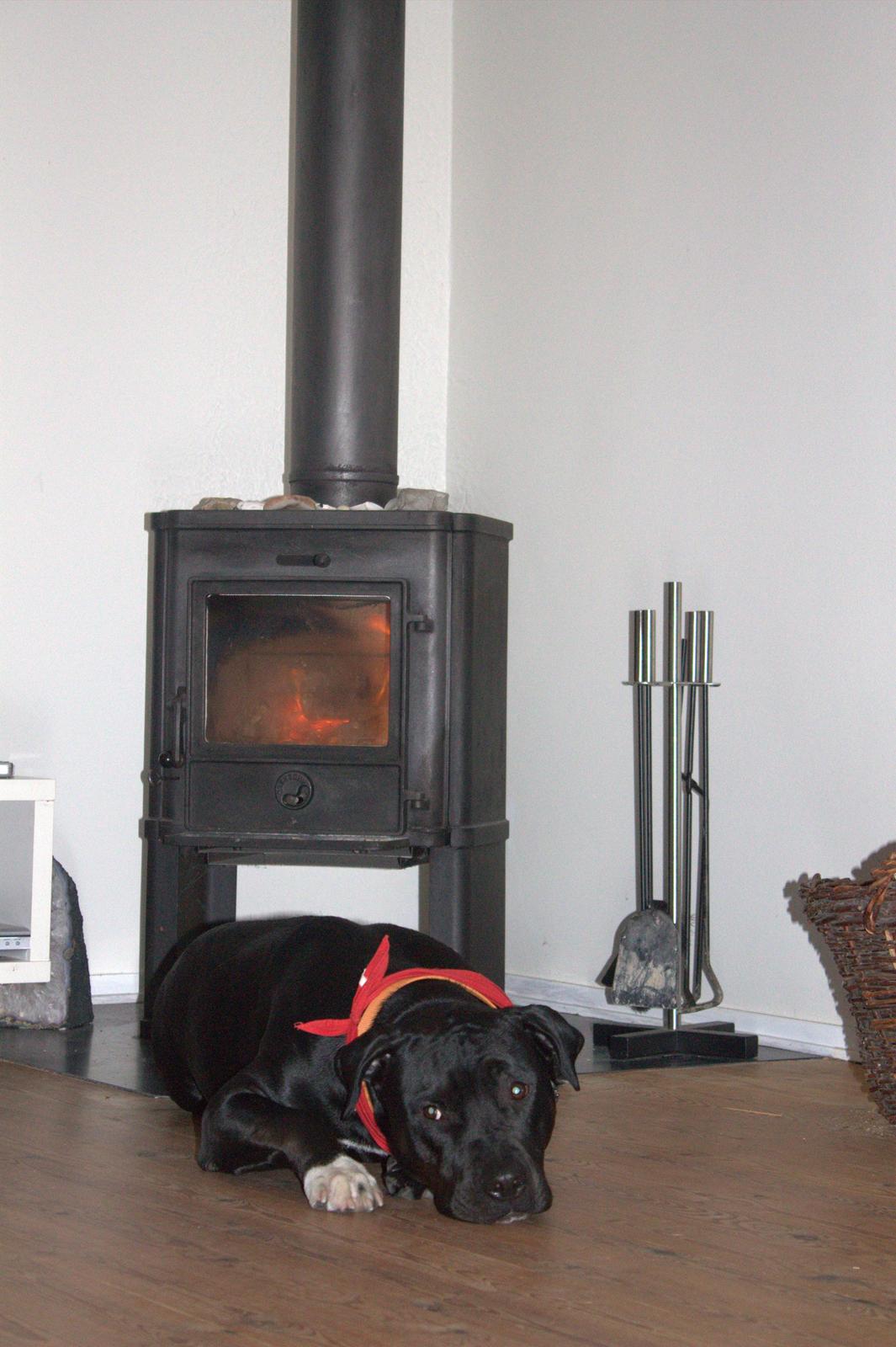 Blanding af racer Trixi (tidl hund) - Efter en lang dag med leg sammen med fætter amigo så er der intet bedre end brændeovnen billede 6