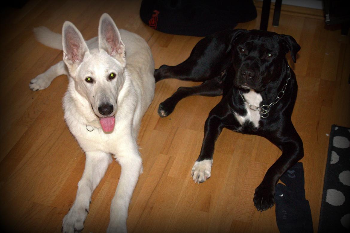 Blanding af racer Trixi (tidl hund) - homie og trixi nyder hinanden  billede 14