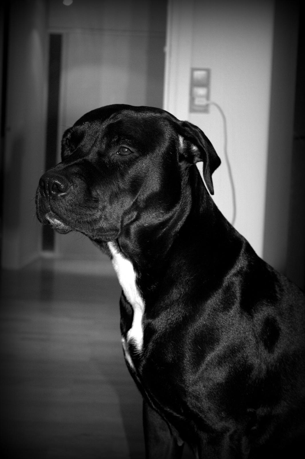 Blanding af racer Trixi (tidl hund) - ih jeg kan altså godt se lidt majestætisk ud  billede 2