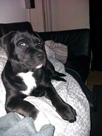 Blanding af racer Trixi (tidl hund) - la nu vær med alle de billeder! billede 10