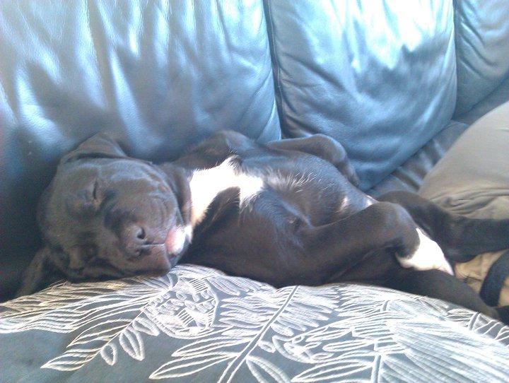 Blanding af racer Trixi (tidl hund) - 12 uger gammel og en hel sofa for mig selv! Slap af det er livet det her billede 11