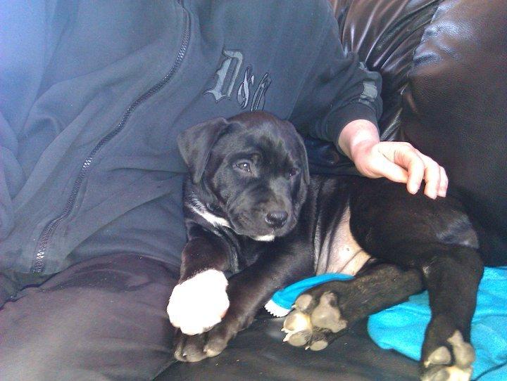 Blanding af racer Trixi (tidl hund) - Her er jeg ikke mere end 12 uger gammel billede 12