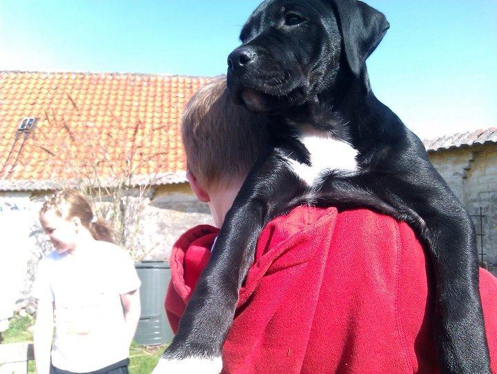 Blanding af racer Trixi (tidl hund) billede 13