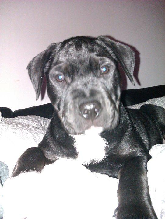 Blanding af racer Trixi (tidl hund) billede 15