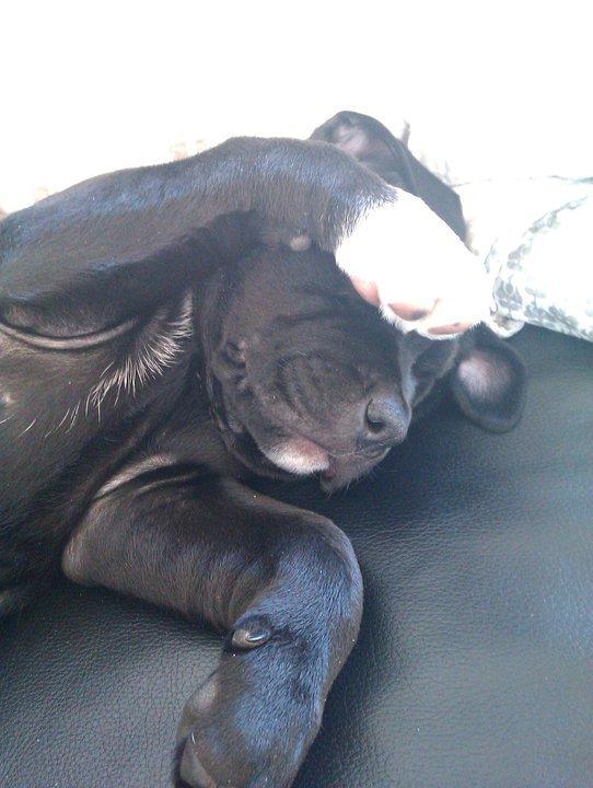 Blanding af racer Trixi (tidl hund) - ej hallo jeg sover altså lige billede 16