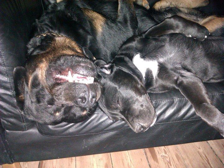 Blanding af racer Trixi (tidl hund) - råhygge! billede 18