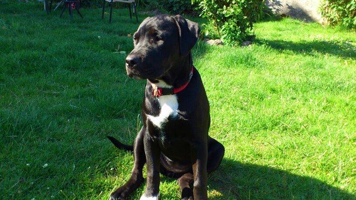 Blanding af racer Trixi (tidl hund) billede 19