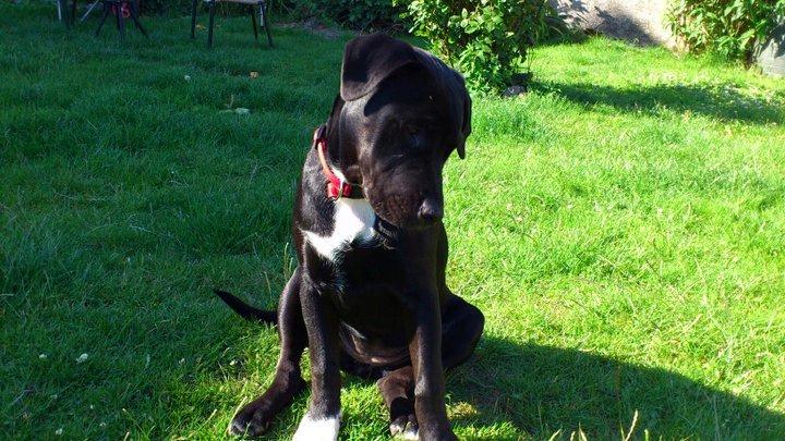 Blanding af racer Trixi (tidl hund) - Der er et eller anden dernede! billede 20