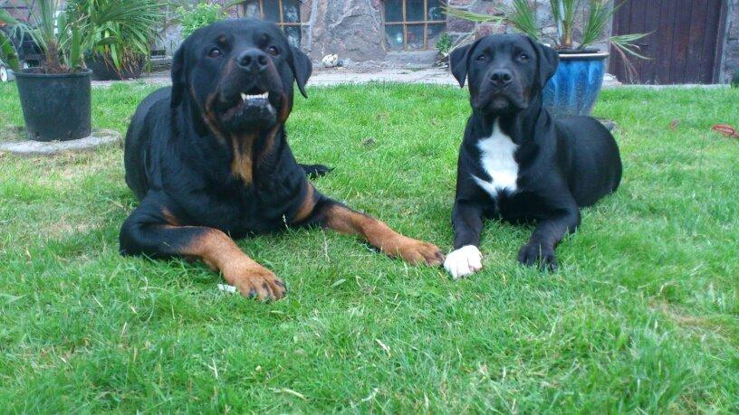 Blanding af racer Trixi (tidl hund) - Trixi ca 6 mdr og far bosco billede 21