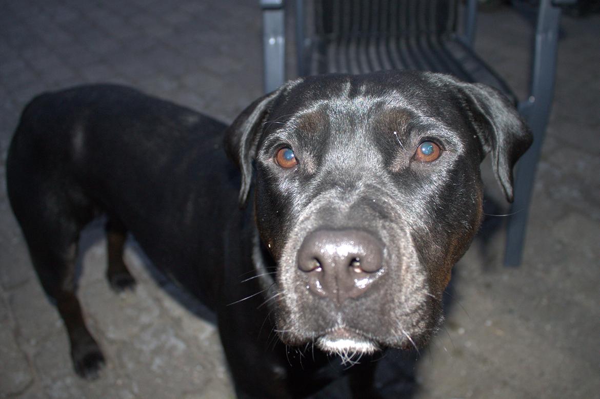 Blanding af racer Trixi (tidl hund) - hva' har du der? billede 22