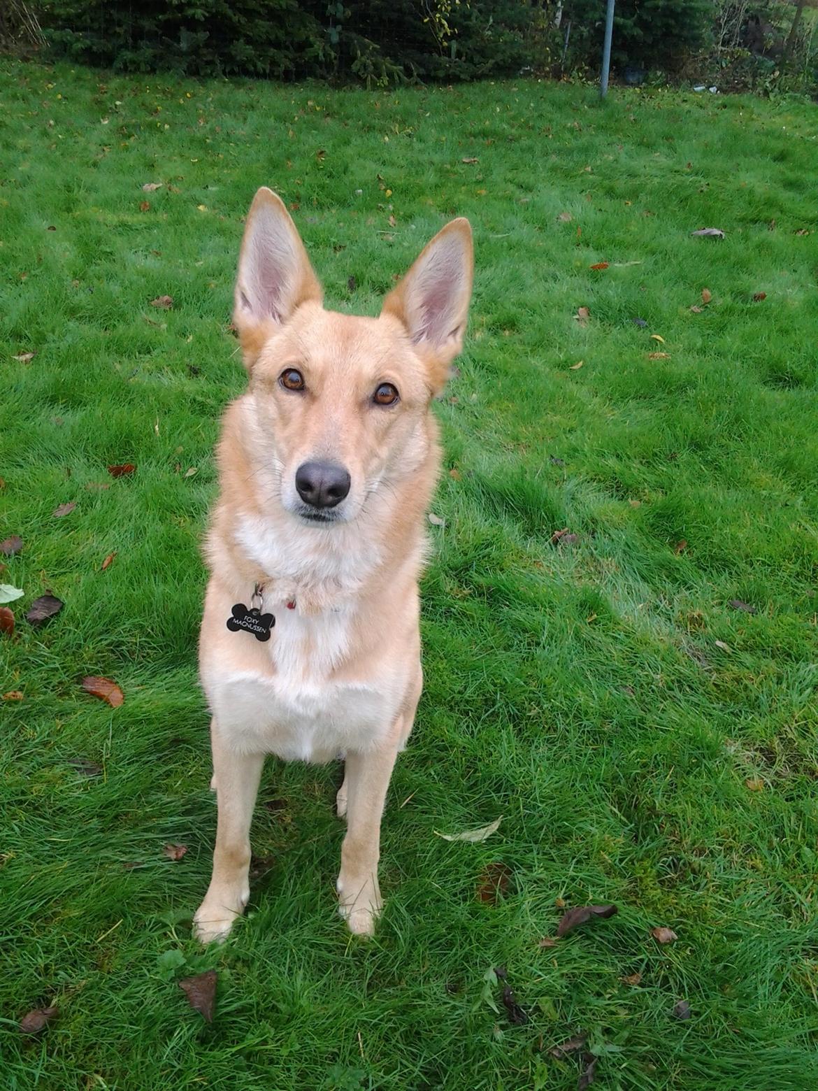 Blanding af racer Foxy Lady billede 1