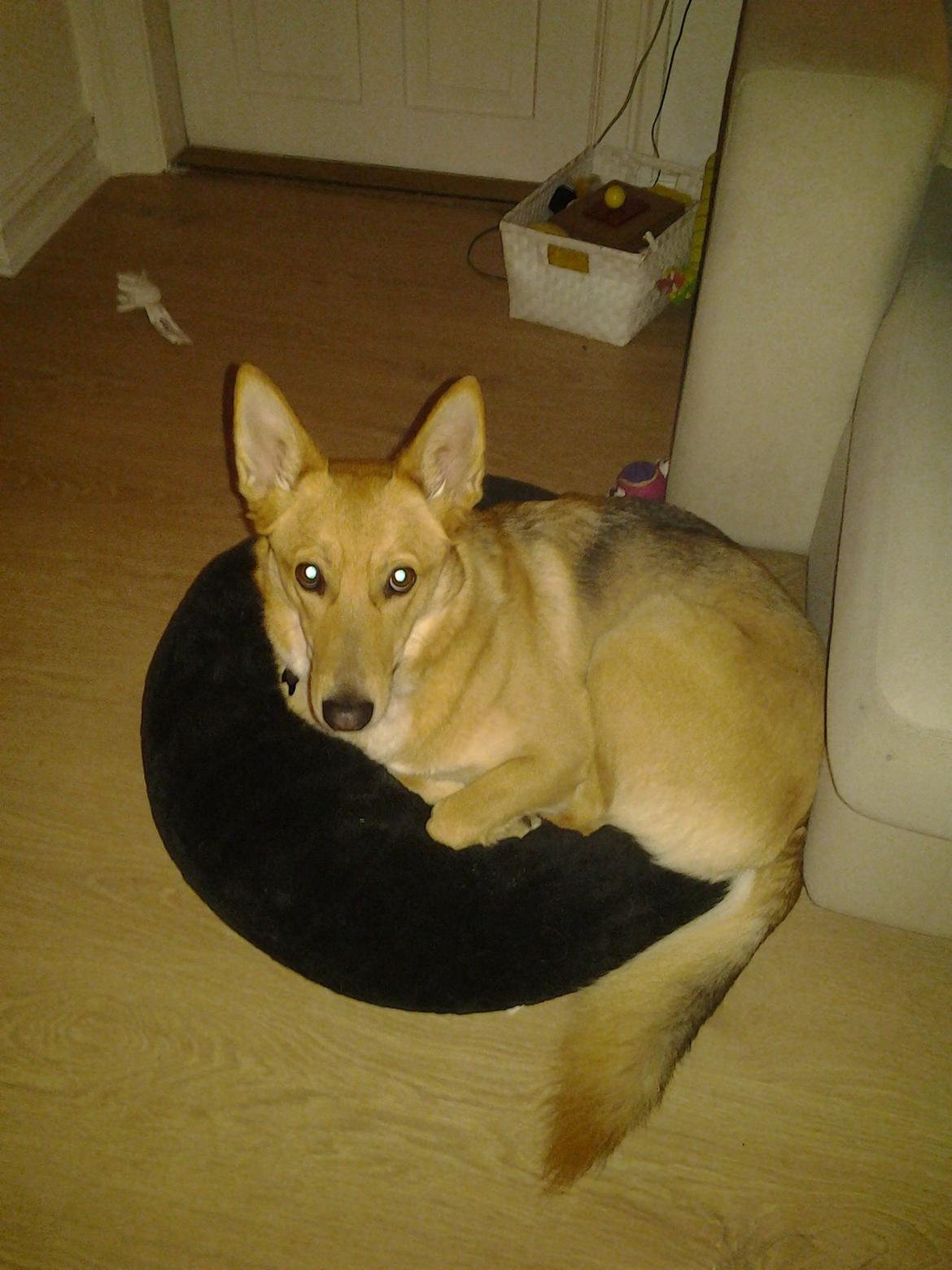 Blanding af racer Foxy Lady billede 2