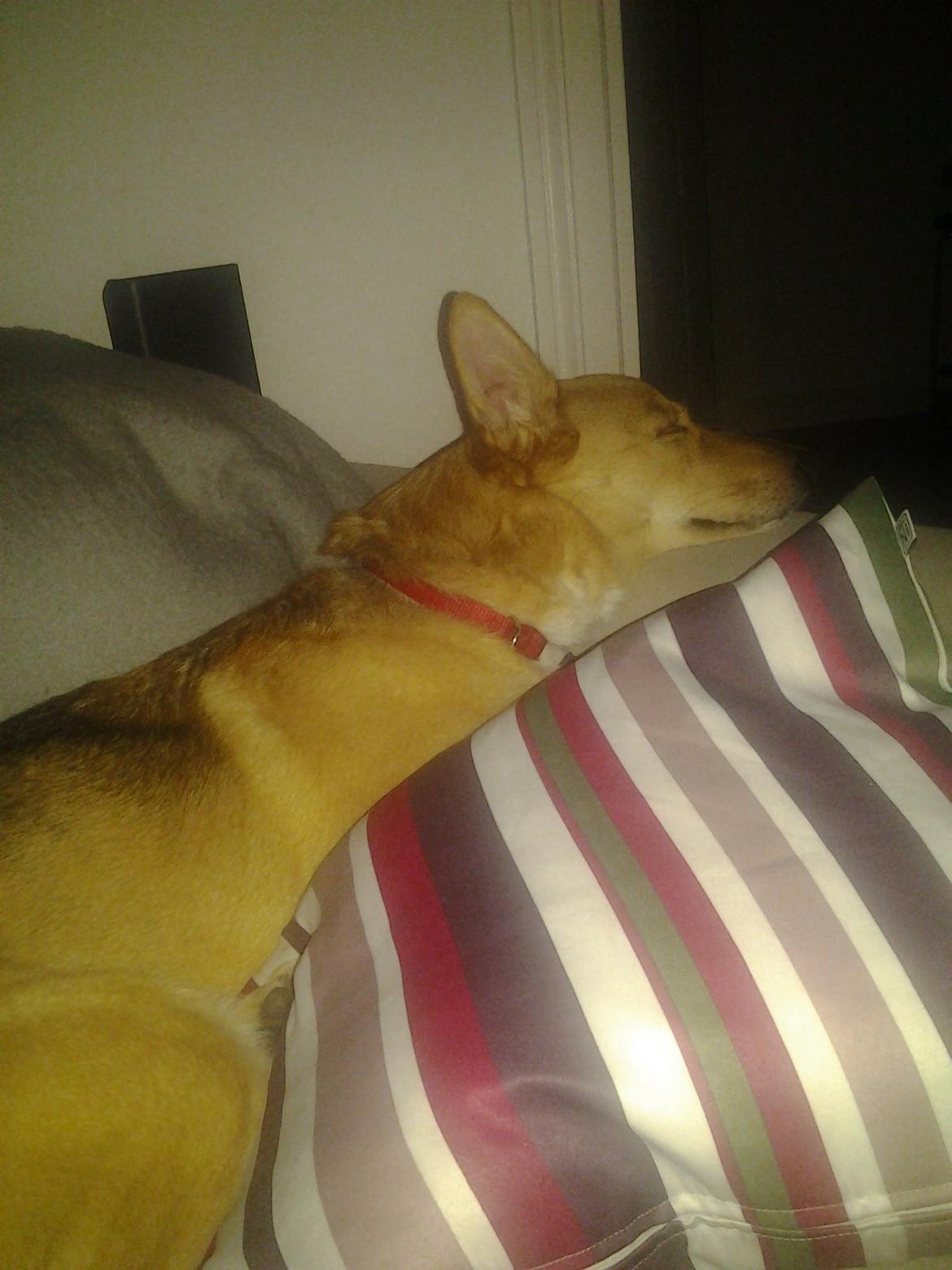 Blanding af racer Foxy Lady billede 3